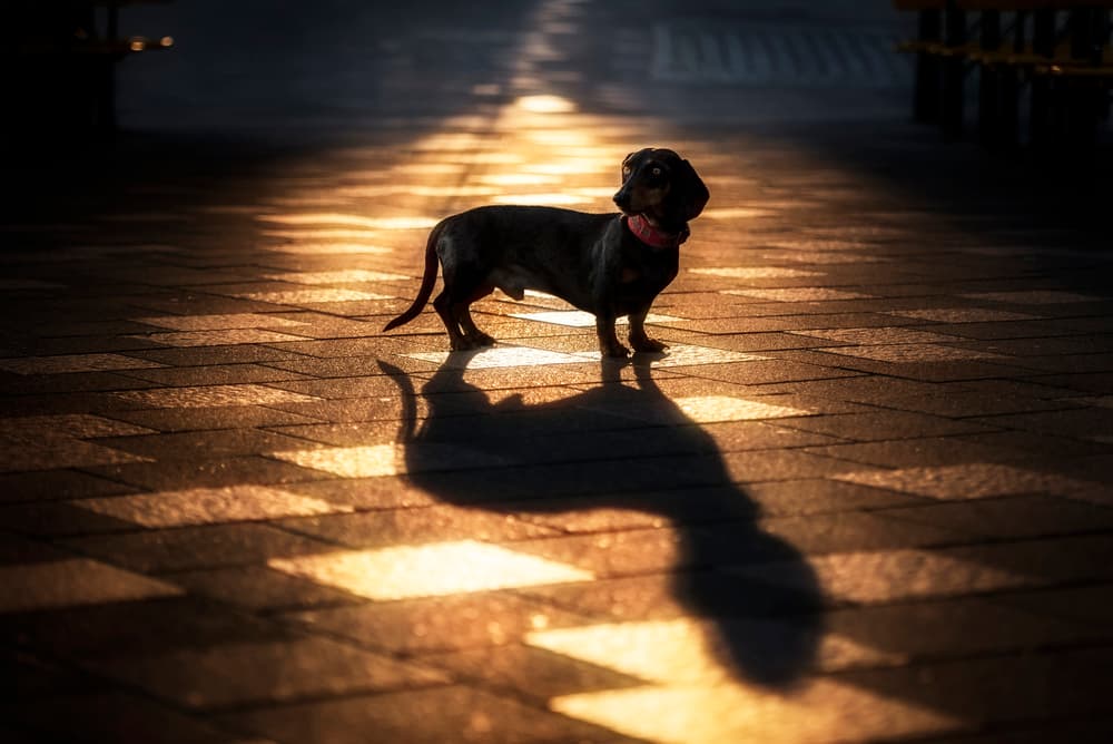 Dachshund Golden Shadow by Heike Willers — canvas wall art
