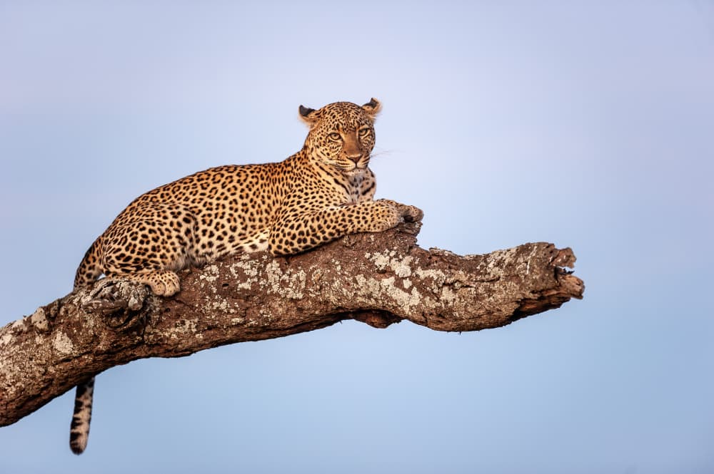 Majestic Leopard On Branch by Massimo Felici — canvas wall art