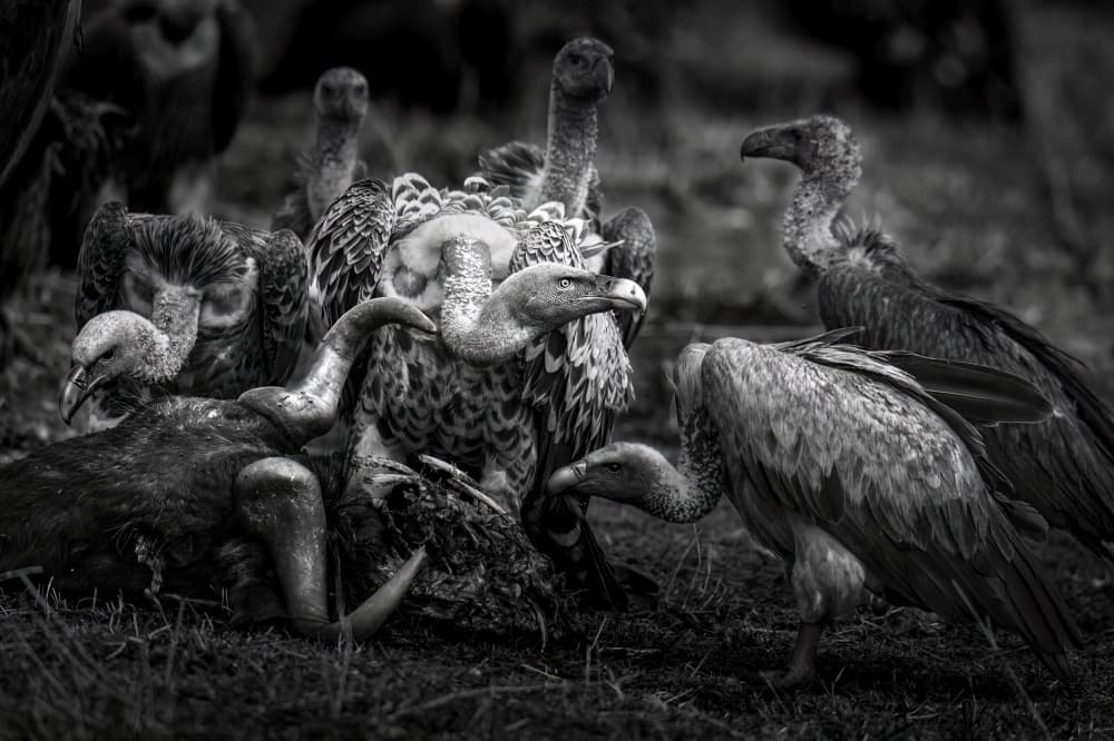 African Vulture Feast by Hung Tsui — canvas wall art