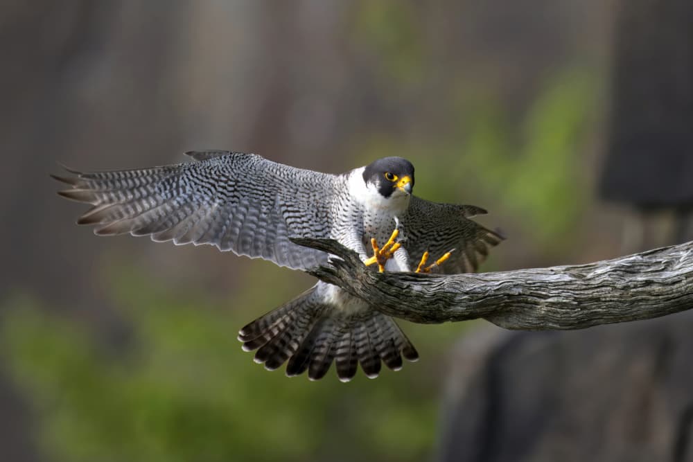 Peregrine Falcon Landing by Gavin Lam — canvas wall art