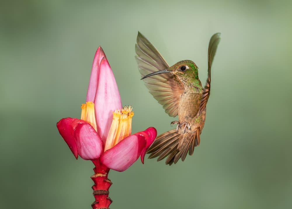 Green Hummingbird Pink Bloom by Sheila Xu — canvas wall art