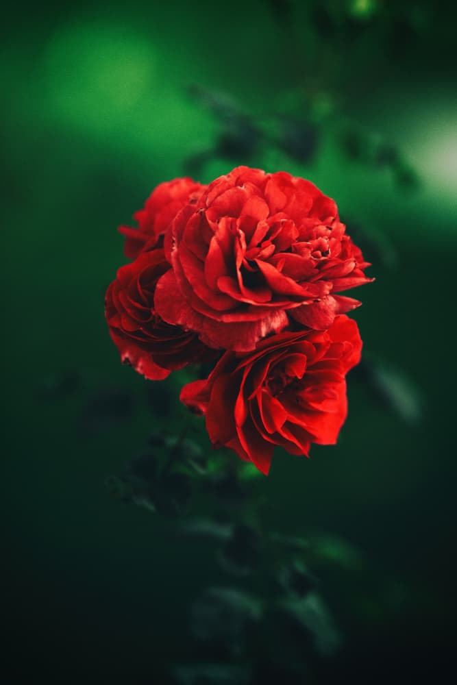 Deep Red Roses by Ryan Braxton — canvas wall art