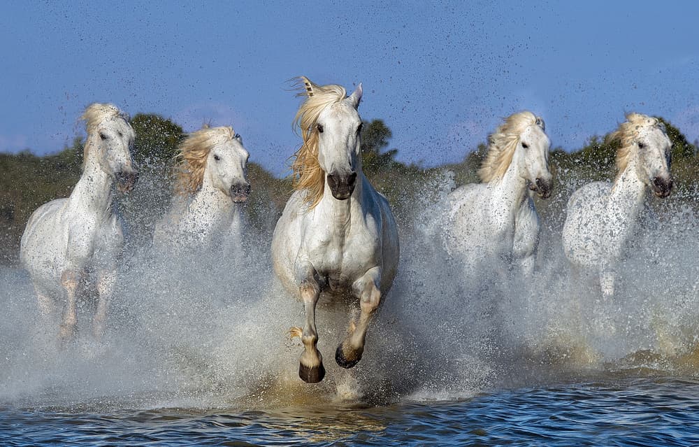 Wild Horses Gallop by Xavier Ortega — canvas wall art
