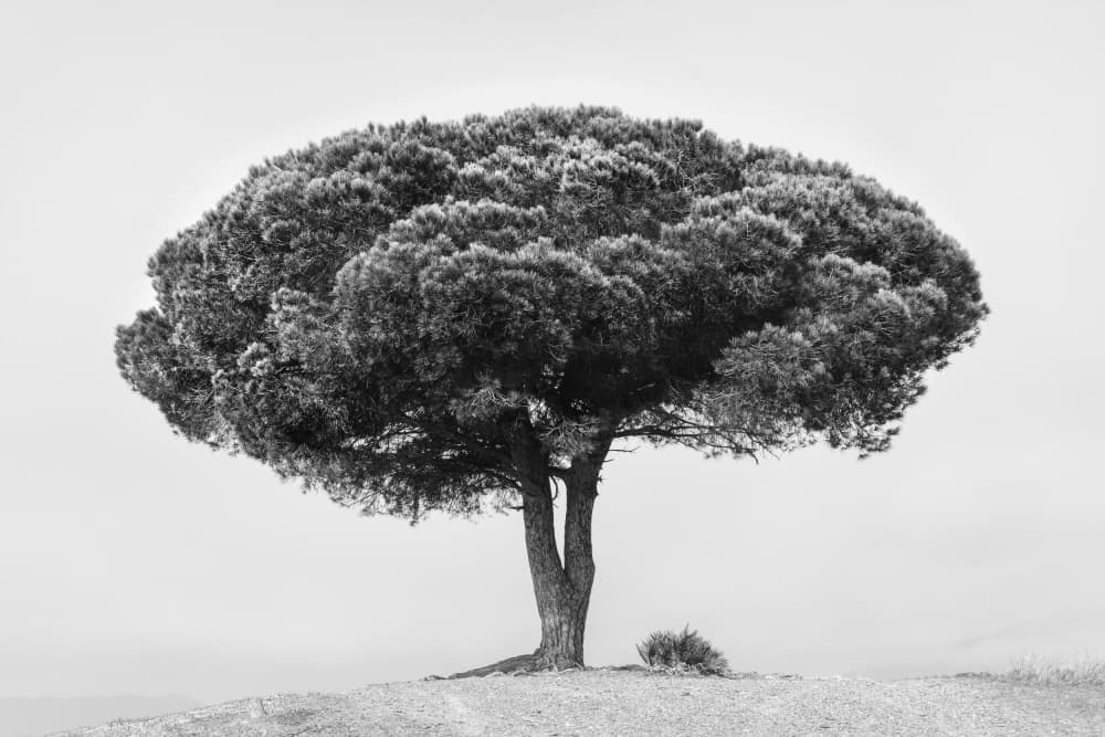 TREE by Rikard Martin — canvas wall art