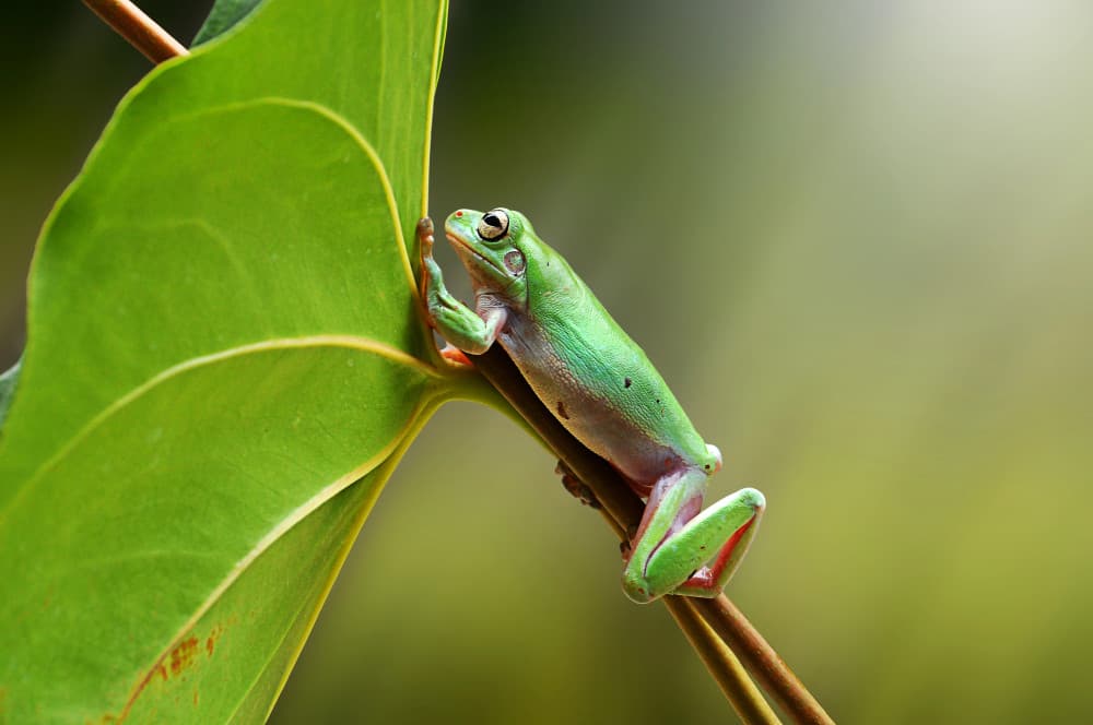 Green Tree Frog by Andri Priyadi — canvas wall art