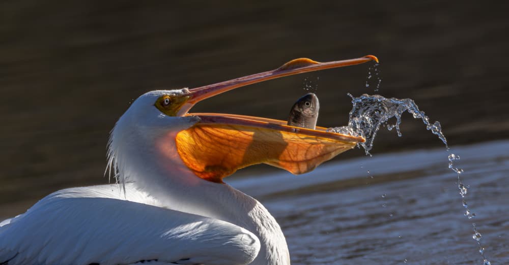Pelican's Watery Catch by Johnson Huang — canvas wall art