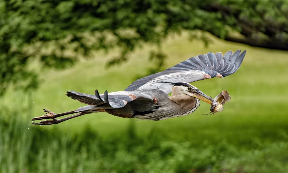 Great Blue Heron Catch by Lucie Gagnon — canvas wall art