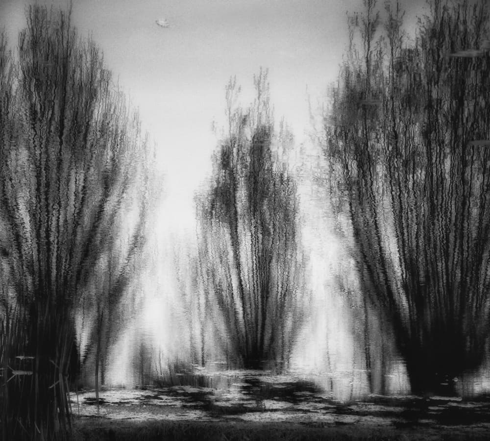 Rippling Forest Reflections by Yvette Depaepe — canvas wall art