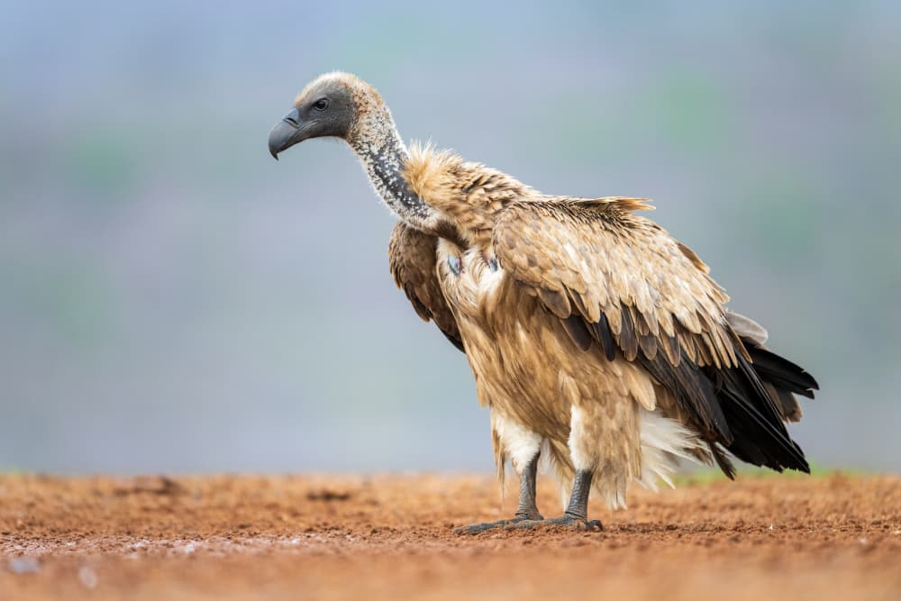 Wild African Vulture by Massimo Felici — canvas wall art