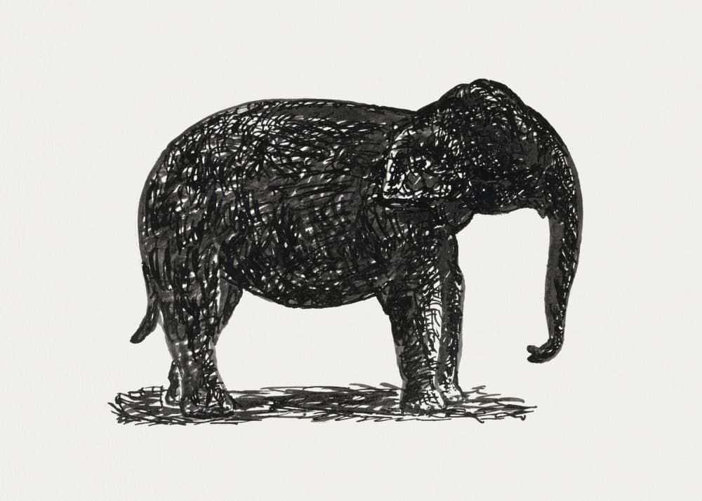 Elephant (ca. 1891–1941)