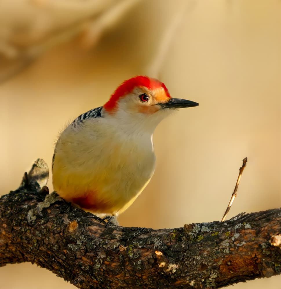 Vibrant Red Woodpecker by Rong Wang — canvas wall art