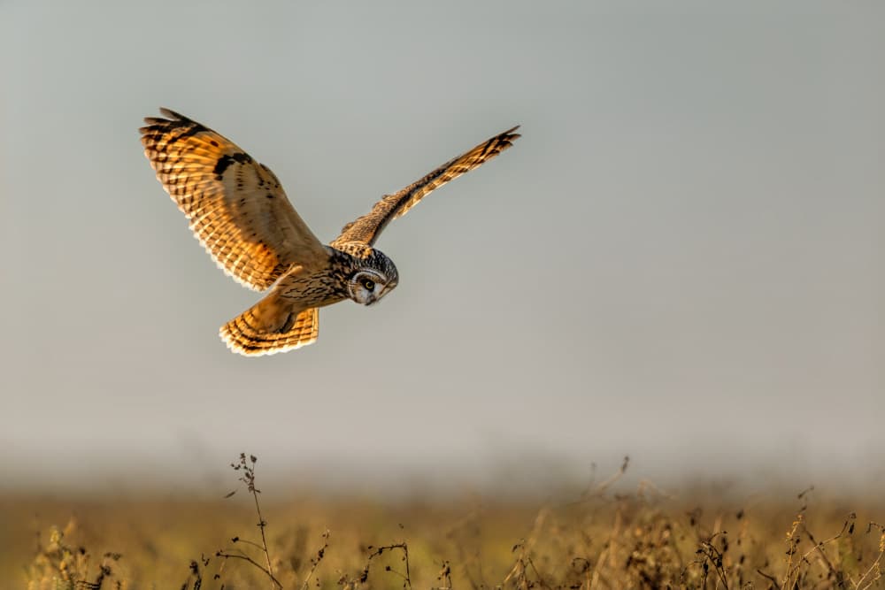 Golden Hour Owl Flight by Jun Zuo — canvas wall art