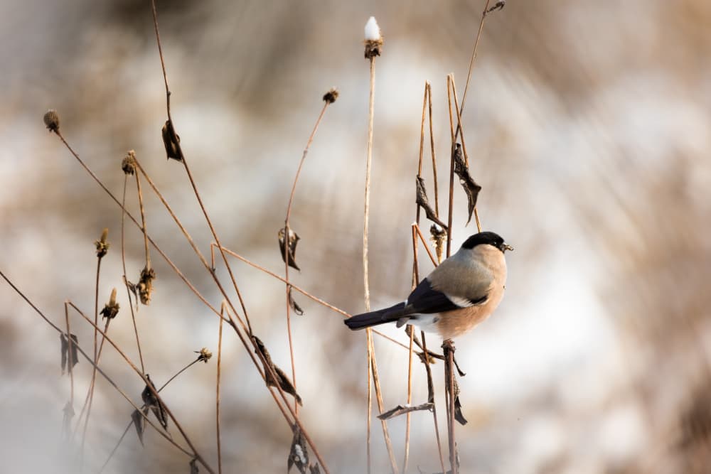 Winter Bullfinch Perched by Marcin Kopczynski — canvas wall art