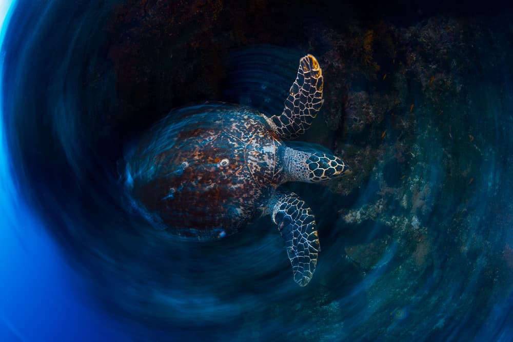 Deep Blue Turtle Swirl by Barathieu Gabriel — canvas wall art