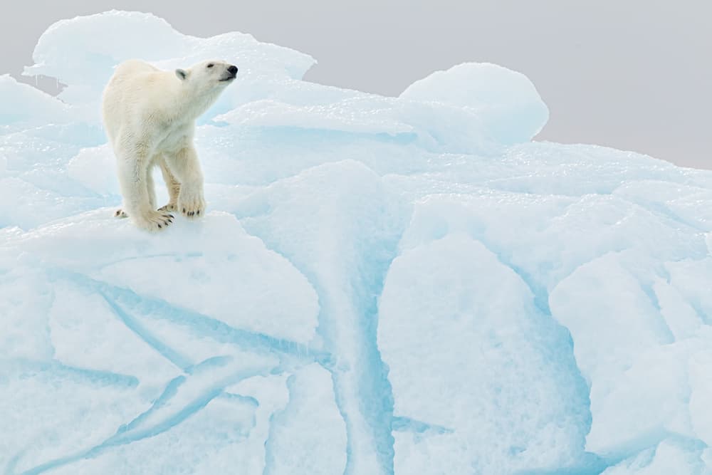 Polar Bear On Ice by Joan Gil Raga — canvas wall art