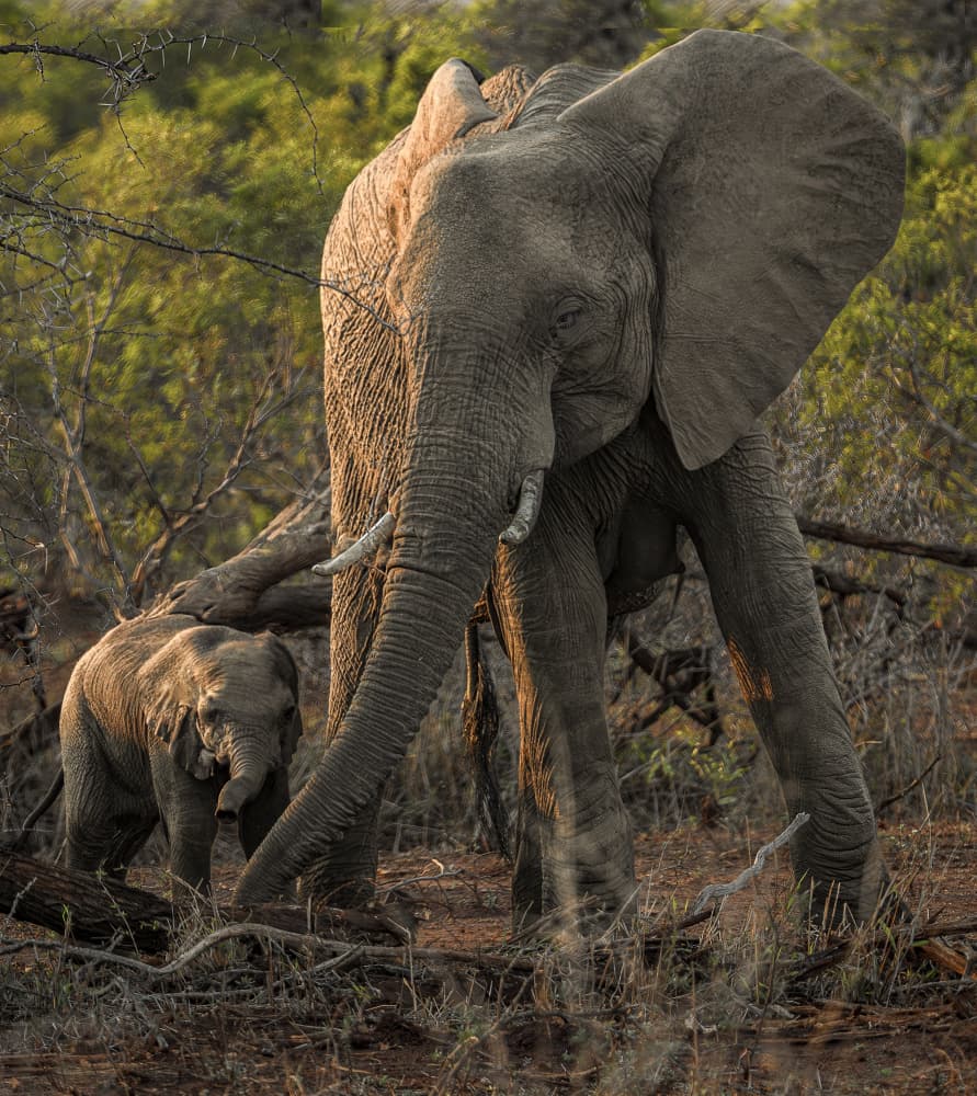 Mother And Calf Elephants by Peet van den Berg — canvas wall art