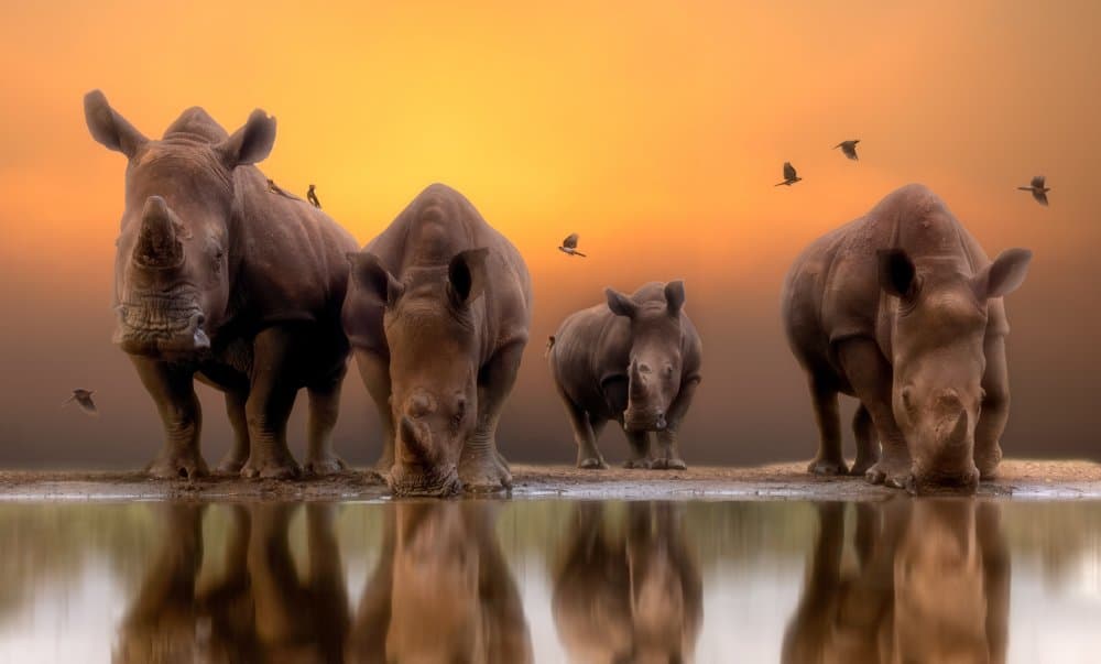 Rhino Family At Sunset by Charlaine Gerber — canvas wall art