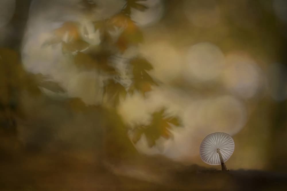 Autumn atmosphere by Nel Talen — canvas wall art