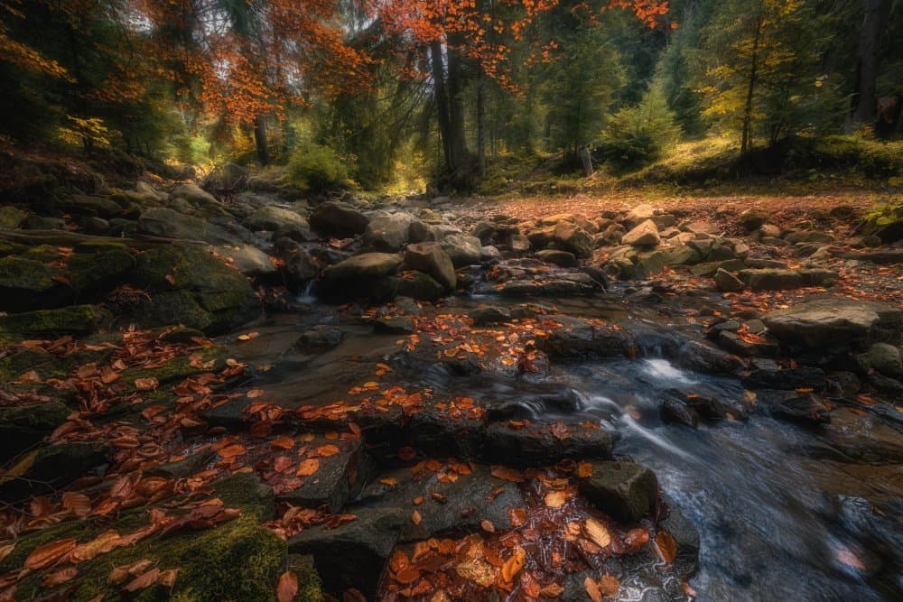 Autumn Forest Stream by Haim Rosenfeld — canvas wall art