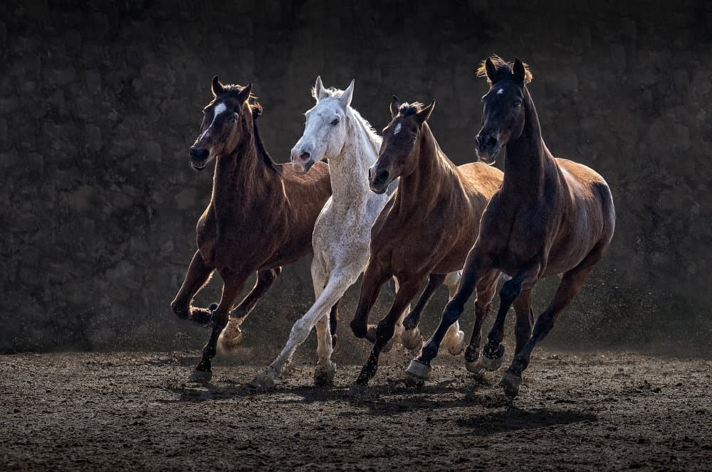 Four Galloping Horses by Sayyed Nayyer Reza — canvas wall art