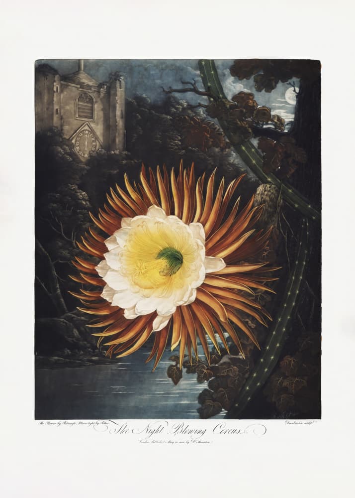The Night–Blowing Cereus from The Temple of Flora (1807) by Robert John Thornton — canvas wall art