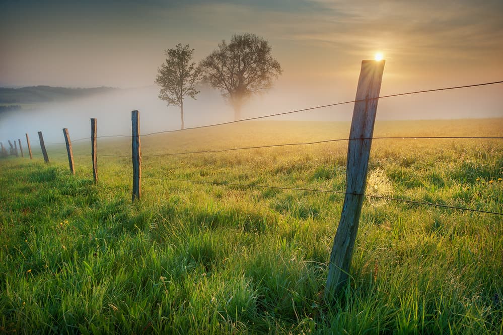 Golden Morning Mist by Burger Jochen — canvas wall art