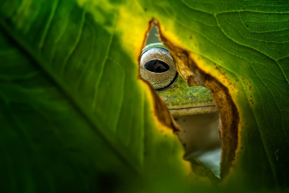Peeking Frog Eye by Fauzan Maududdin — canvas wall art