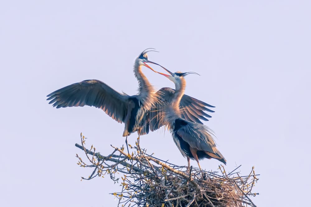 Heron Nesting Drama by James Cai — canvas wall art