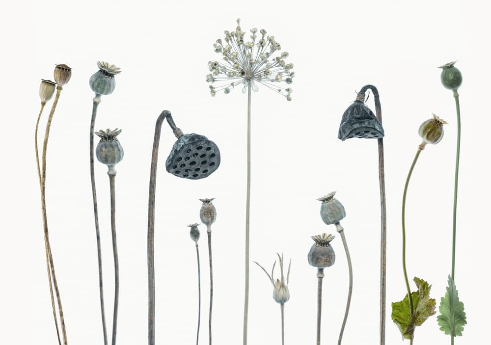 Natural Seed Pods by Lotte Grønkjær — canvas wall art