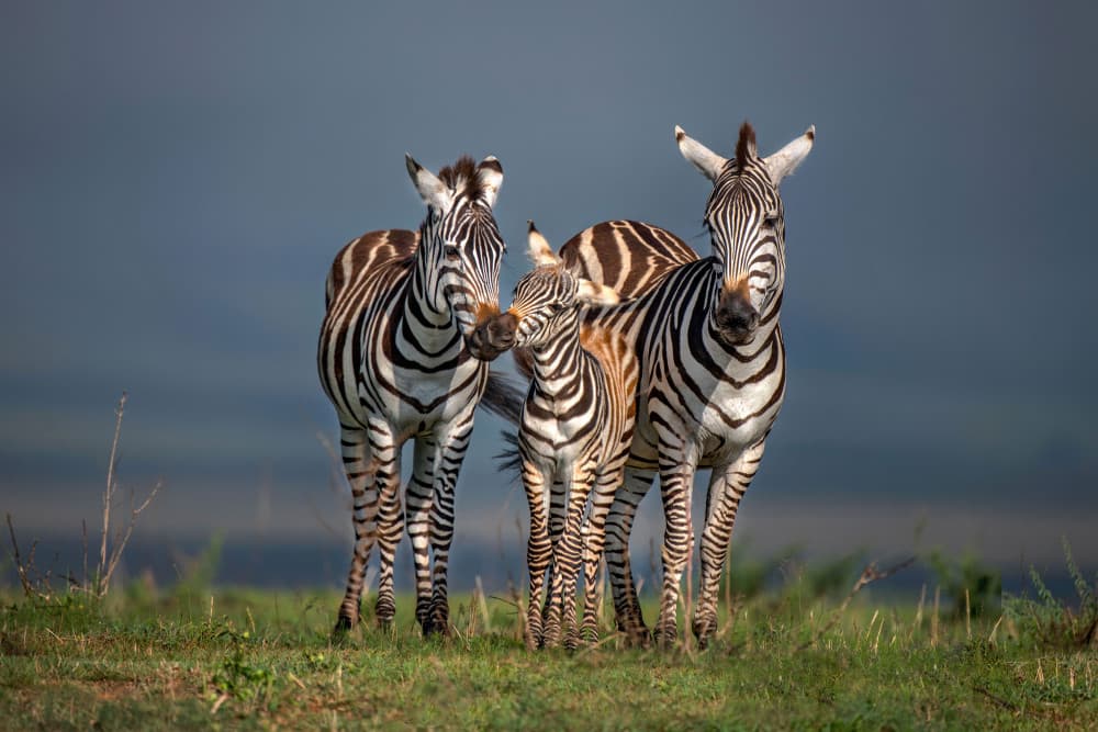 African Zebra Family by Xavier Ortega — canvas wall art