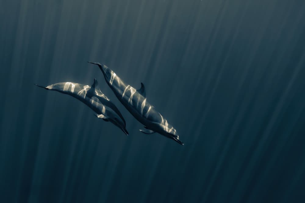 Dolphins Underwater Light by Serge Melesan — canvas wall art