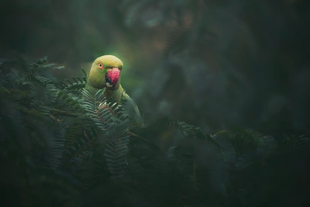 Parrot In Green by Sina Pezeshki — canvas wall art