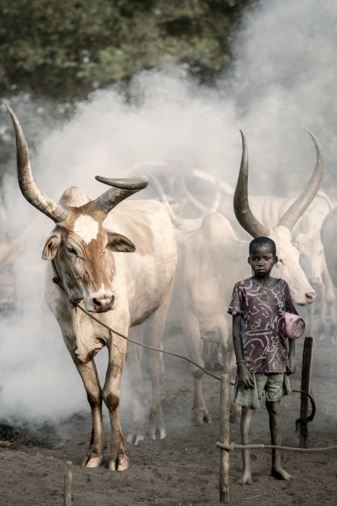 African Boy and Cattle by Trevor Cole — canvas wall art