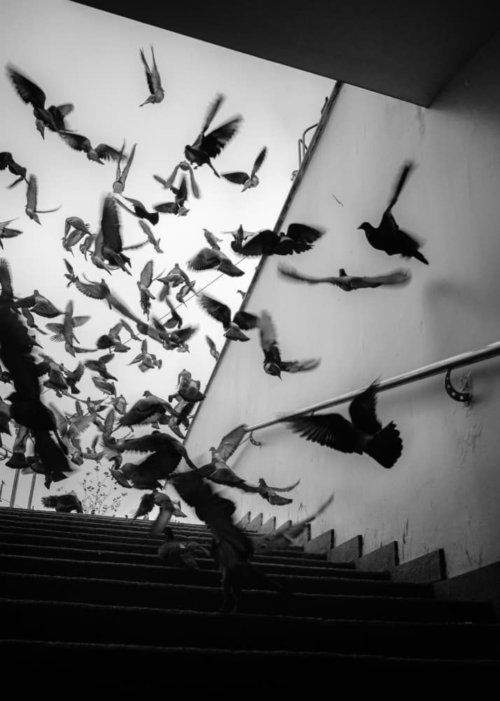 Pigeons Taking Flight by Selaru Ovidiu — canvas wall art