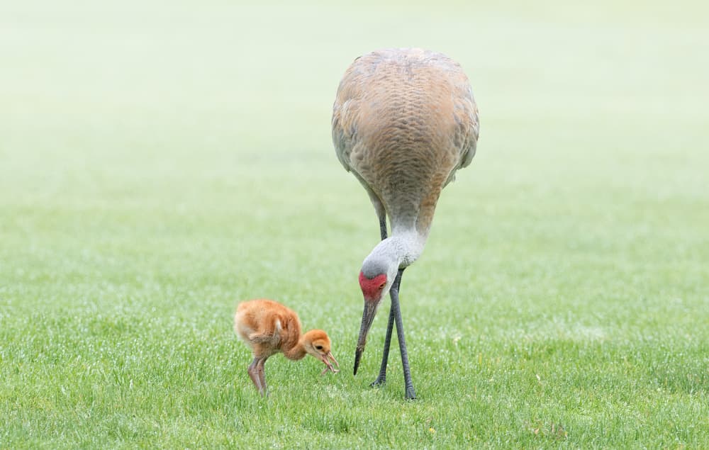 Nurturing Crane Chick by Larry Deng APA — canvas wall art