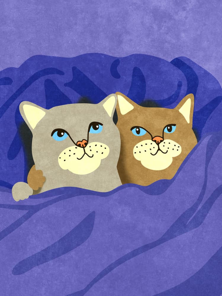 Cats in Bed by Raissa Oltmanns — canvas wall art