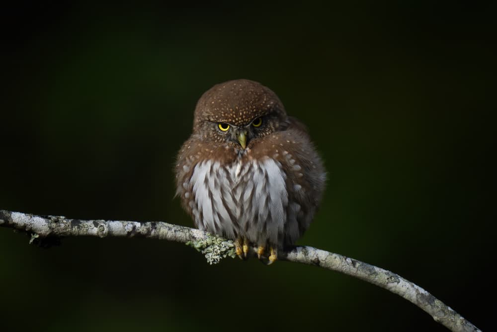 Watchful Pygmy Owl by Max Wang — canvas wall art