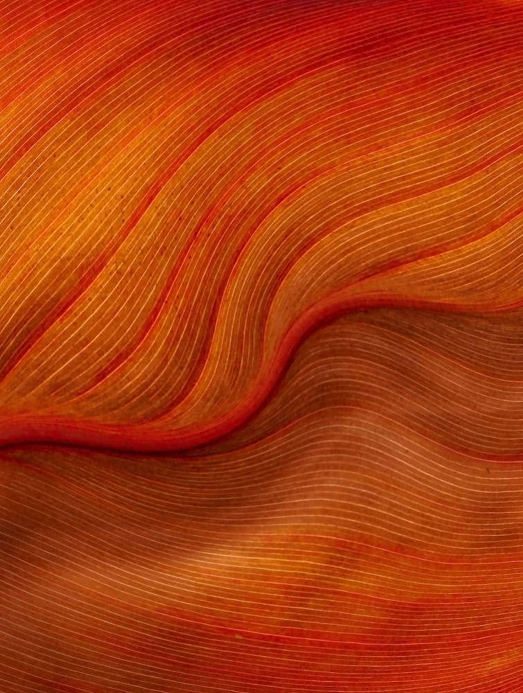 Flowing Orange Veins by Robin Wechsler — canvas wall art