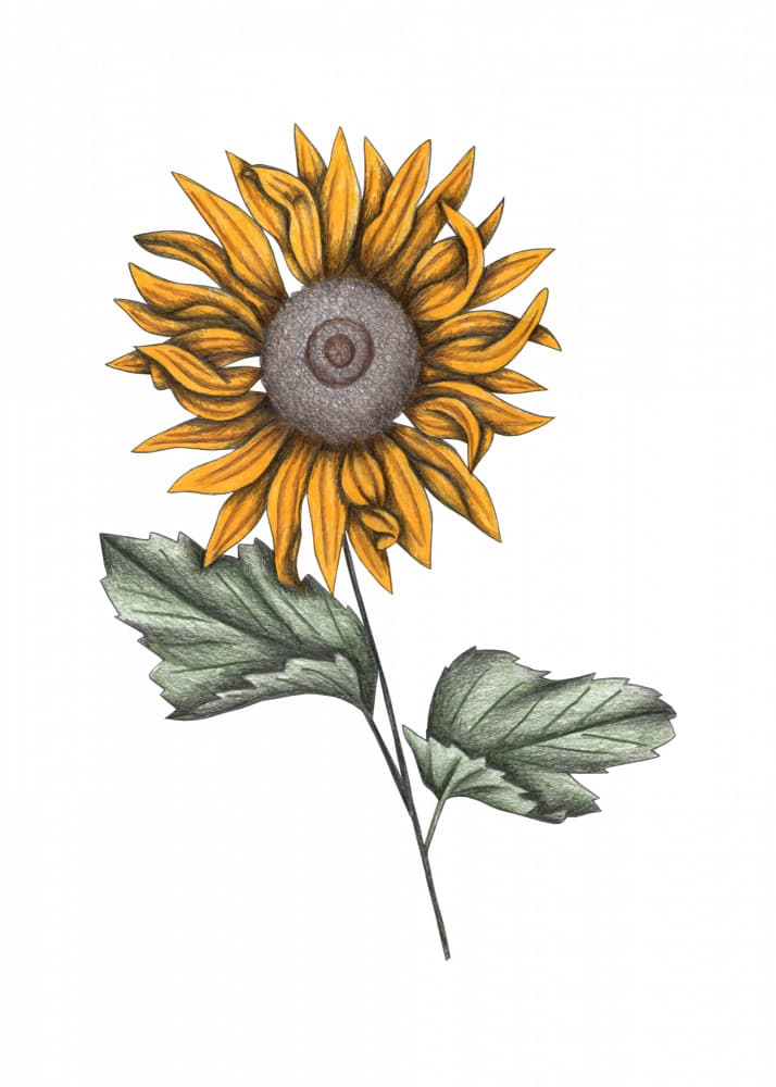 Classic Sunflower Botanical by Cecilia Battaini — canvas wall art
