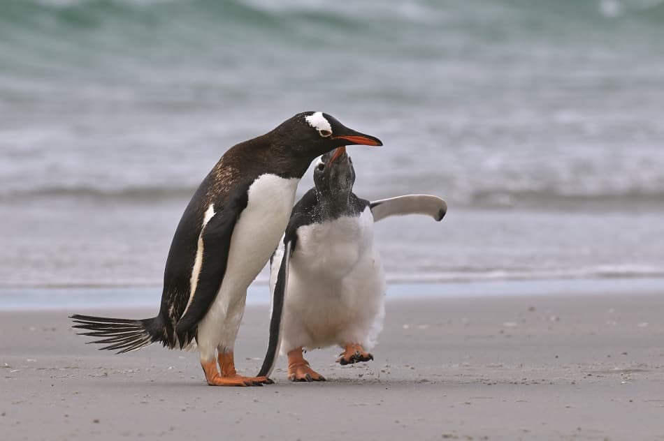 Gentoo Penguin Feeding by Sergey Kokinskiy — canvas wall art