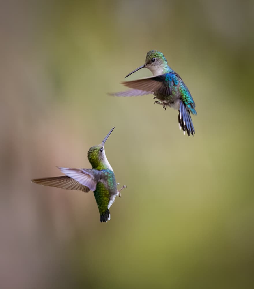 Hummingbird Aerial Dance by Eugene Zhu — canvas wall art