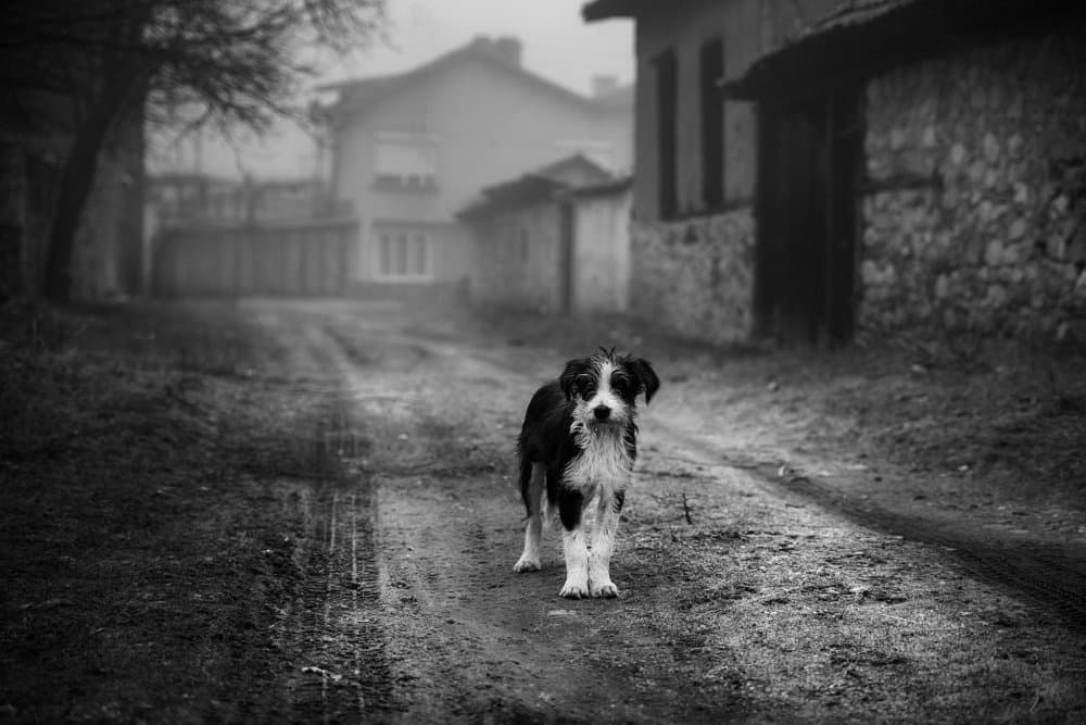 Misty Village Dog by Todor Tanev — canvas wall art