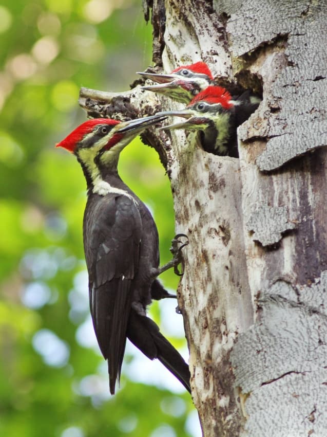 Pileated Woodpecker Family by Mircea Costina — canvas wall art