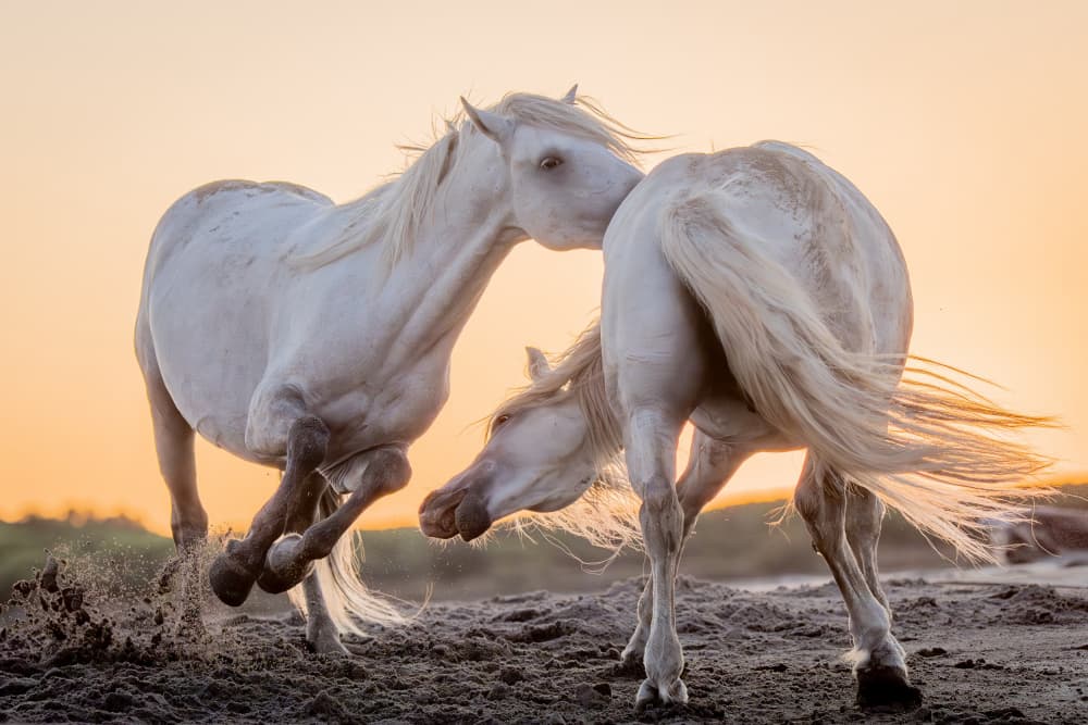 Wild Horses Golden Hour by Dirk Koster — canvas wall art