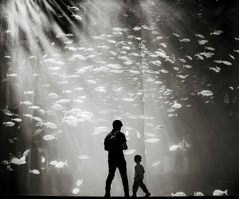 Father Son Aquarium Wonder by Kenichiro Hagiwara — canvas wall art