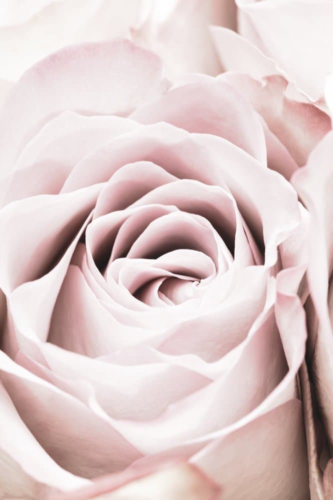 Soft Pink Rose by Pictufy Studio III — canvas wall art