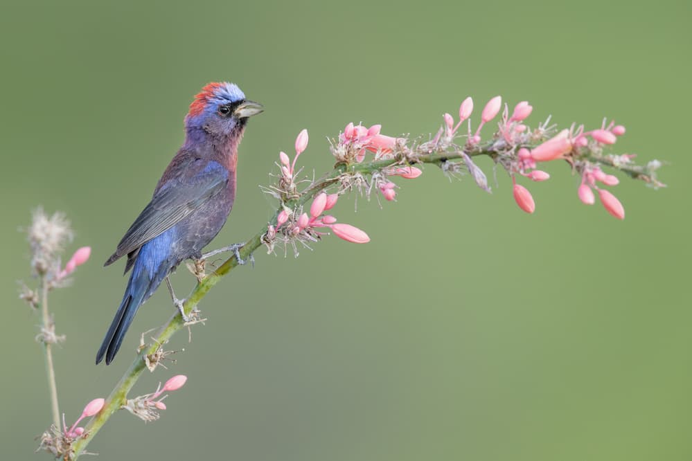 Jewel Bird on Pink Flowers by Greg Barsh — canvas wall art