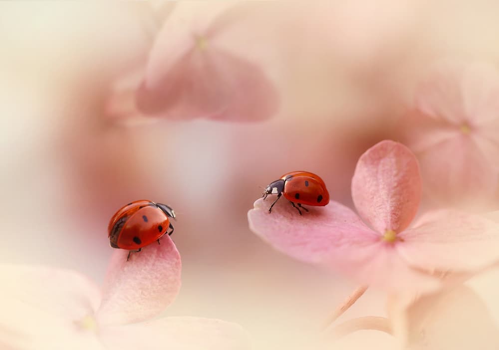 Ladybugs on Pink Petals by Ellen van Deelen — canvas wall art