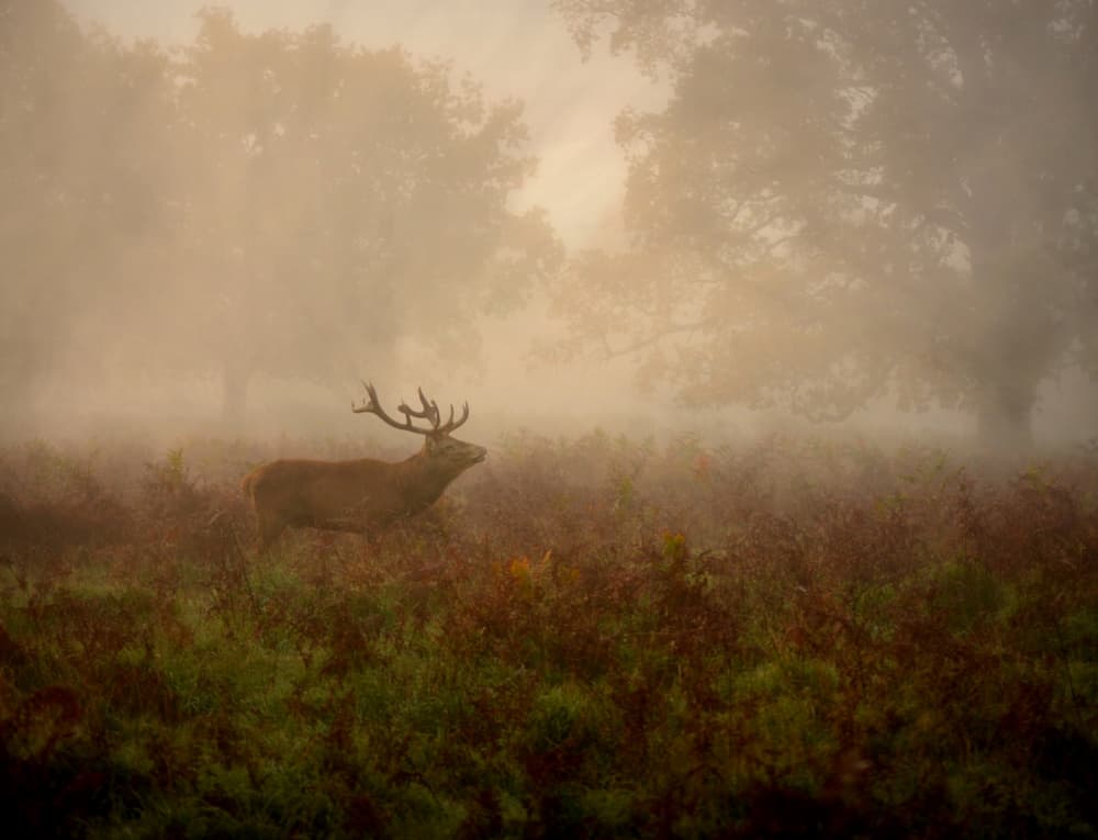 Misty Forest Stag by Robert Fabrowski — canvas wall art