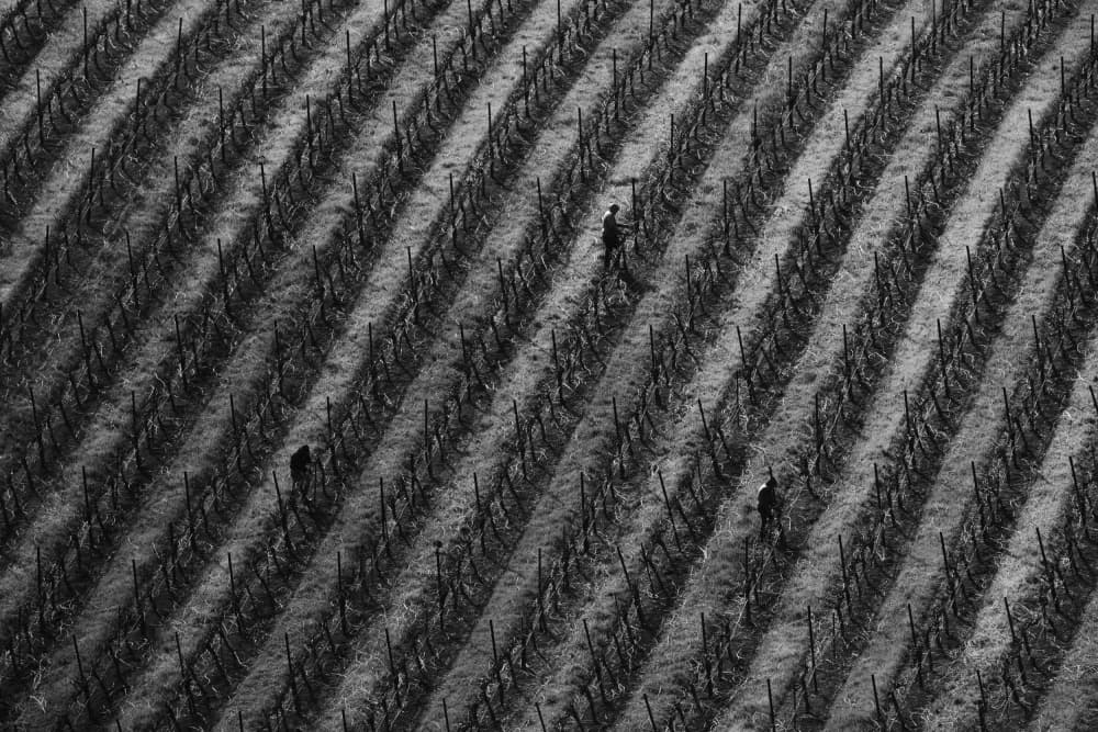 Working Vineyard Rows by Yun Mao — canvas wall art